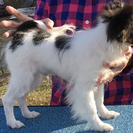 Papillon Puppies from Azure Papillons