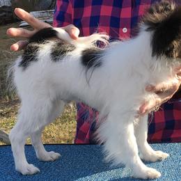 Papillon Puppies from Azure Papillons