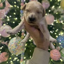 Light pink collar - Cream female Goldendoodle puppy in Homer, Georgia from Creekside Kennels