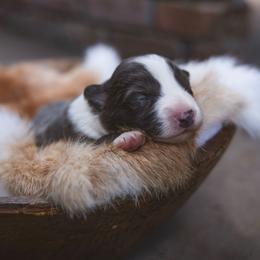 Umma - White and blue female Border Collie puppy in Fresno, California from Alpine Tails