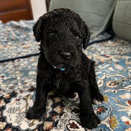 Aqua Collar Female - Blue female Poodle puppy in Screven, Georgia from Dreamland Standard Poodles