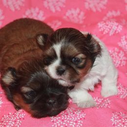 Shih Tzu Puppies from Gypsy Breeze Kennels