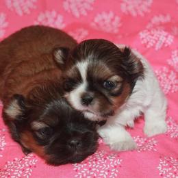 Shih Tzu Puppies from Gypsy Breeze Kennels
