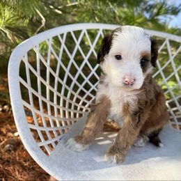 Ember blue eye - Sable female Bernedoodle puppy in Wamego, Kansas from Doodles of Oz