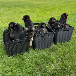 German Shepherd Puppies from Gems German Shepherd Dog Puppies