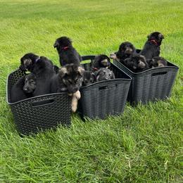 German Shepherd Puppies from Gems German Shepherd Dog Puppies