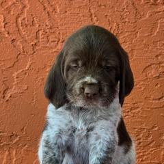 Leonberger and Spinone Italiano Puppies from Starfire Leonbergers and Spinone Italiano