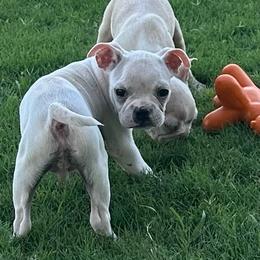 Gill - Seal and white male Boston Terrier puppy in Brazos Point, Texas from TX Southern Belle Bostons