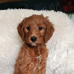 Prince - Red  male Goldendoodle puppy in Marion County, Ohio from Hatten Homestead Kennels