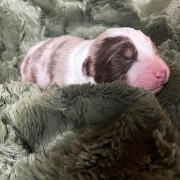 Australian Shepherd Puppies from Burdock Hill Australian Shepards
