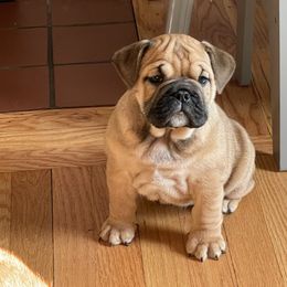 Phoebe - Fawn Bulldog puppy in Pittsfield, Massachusetts from Berkshire Bulldogs