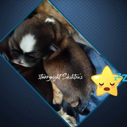 Shih Tzu Puppies from Starrynight Shih Tzu