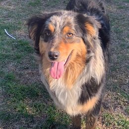 POCAHONTAS - Australian Shepherd