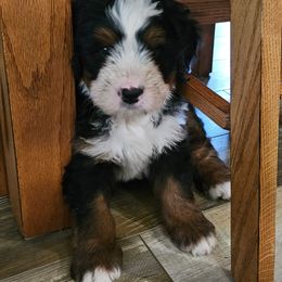 Bernedoodle and Double Doodle Puppies from Cloud Nine Doodles