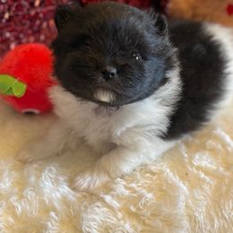 Pomeranian Puppies from Nikki’s lil Pomeranians