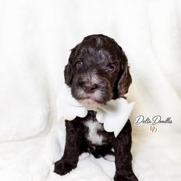 Macchiato - Chocolate male Labradoodle puppy in Clovis, California from Delta Doodless