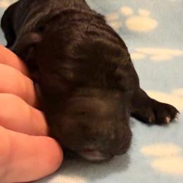 Moe- brown - Black male Goldendoodle puppy in Van Buren, Missouri from Jami’s Goldendoodles & Poodles