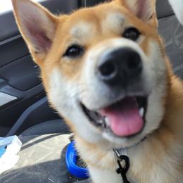 Shiba Inu from Sunflower Shiba Breeding Program