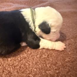 Tiby - Black and white female Old English Sheepdog puppy in Acton, California from Fab OES