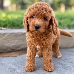 Jersey - Parti female Goldendoodle puppy in Columbia, South Carolina from Glittering Grace Goldendoodles