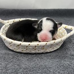 Stormy - Black and tan female Pembroke Welsh Corgi puppy in Waco, Texas from The Comma Corgis