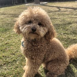 Fozzie - Goldendoodle