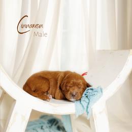 Cinnamon - Red  male Goldendoodle puppy in Mendon, Massachusetts from Comfort & Cuddle Co