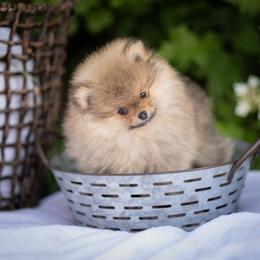 Pomeranian Puppies from Lori’s Precious Poms