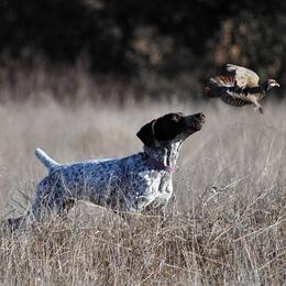 German Shorthaired Pointer All Grown Up from Windward German Shorthaired Pointers