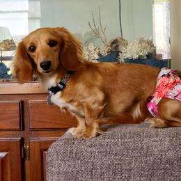 Annie - Dachshund