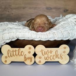 Brown Boy - Apricot male Goldendoodle puppy in Lowville, New York from DM Hilltop FURfamily