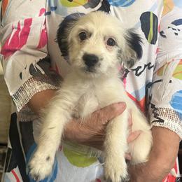 Russell - Black and white male Parson Russell Terrier puppy in Apple Valley, California from Jumping Jack's Russell Terriers