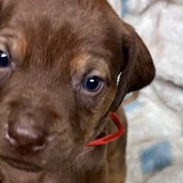 Rhodesian Ridgebacks from Delmar Ridge Kennels