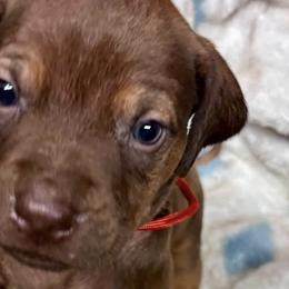 Rhodesian Ridgebacks from Delmar Ridge Kennels