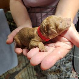 Kio - Red  male Poodle puppy in Spartanburg, South Carolina from Taya's Pups