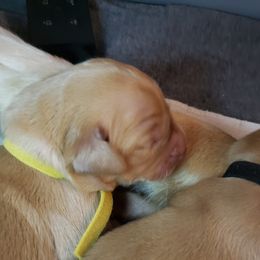 Ms. Yellow - Golden female Golden Retriever puppy in Edgewood, New Mexico from Sunny Desert Goldens