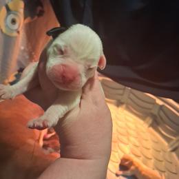 Boy 5 - White male Boxer puppy in Pikeville, Kentucky from Boxers of Whispered Wishes