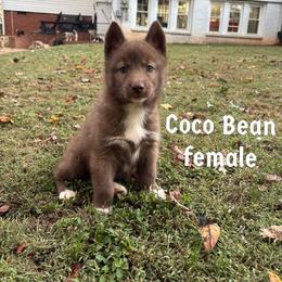Coco Bean - Red and white female Siberian Husky puppy in Elkin, North Carolina from Blue Ridge Shadow Huskies