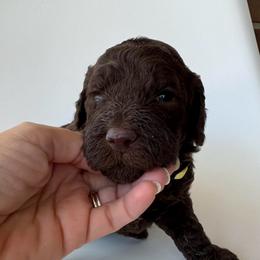 Butter - Chocolate male Goldendoodle puppy in Pulaski, Tennessee from Doodle My Heart