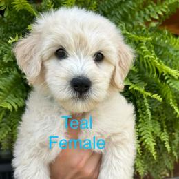 Teal - Cream female Goldendoodle puppy in Lineville, Alabama from Dogwood Doodles of Alabama