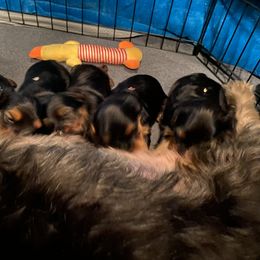 Yorkshire Terrier Puppies from Cutest AKC AZ Yorkies