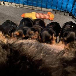 Yorkshire Terrier Puppies from Cutest AKC AZ Yorkies