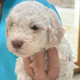 Cornbread - White male Lagotto Romagnolo puppy in Chicago, Illinois from Midwest Lagotto Romagnolo