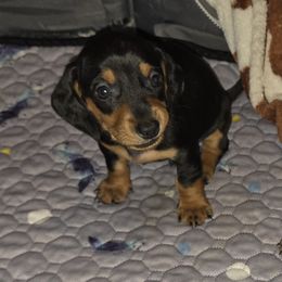 Milkyway - Black and tan male Dachshund puppy in Malabar, Florida from Dicrocco's Doxies