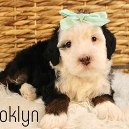 Brooklyn - Tri-color female Bernedoodle puppy in Casa Grande, Arizona from AzDoodle Dandies