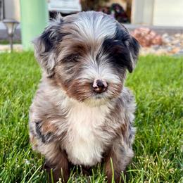 Skywalker - Blue merle male Bernedoodle puppy in Ogden, Utah from Salty Point Doodles