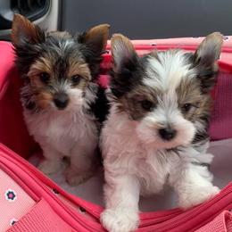 Biewer Terriers from CG Tiny Paws