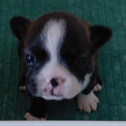 Opus - Brindle and white male Boston Terrier puppy in Star, North Carolina from Meatloaf's Bostons Family