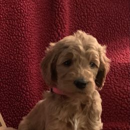 Goldendoodle Puppies from Goldendoodlefamily