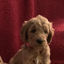 Goldendoodle Puppies from Goldendoodlefamily